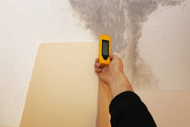 Biohazard Mold Removal in Hartselle, AL