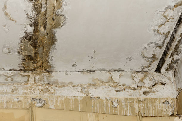 Reliable Hartselle, AL Mold Removal Solutions