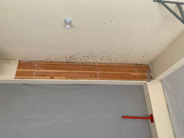 Best Attic Mold Removal  in Hartselle, AL
